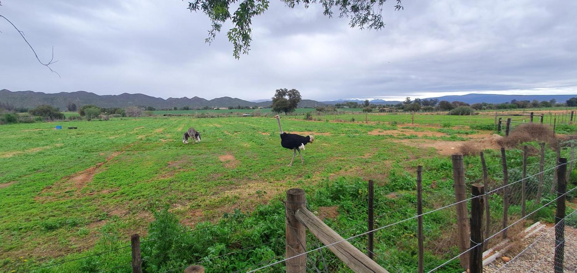 Villa Karoo Leeu Self Catering Oudtshoorn Esterno foto