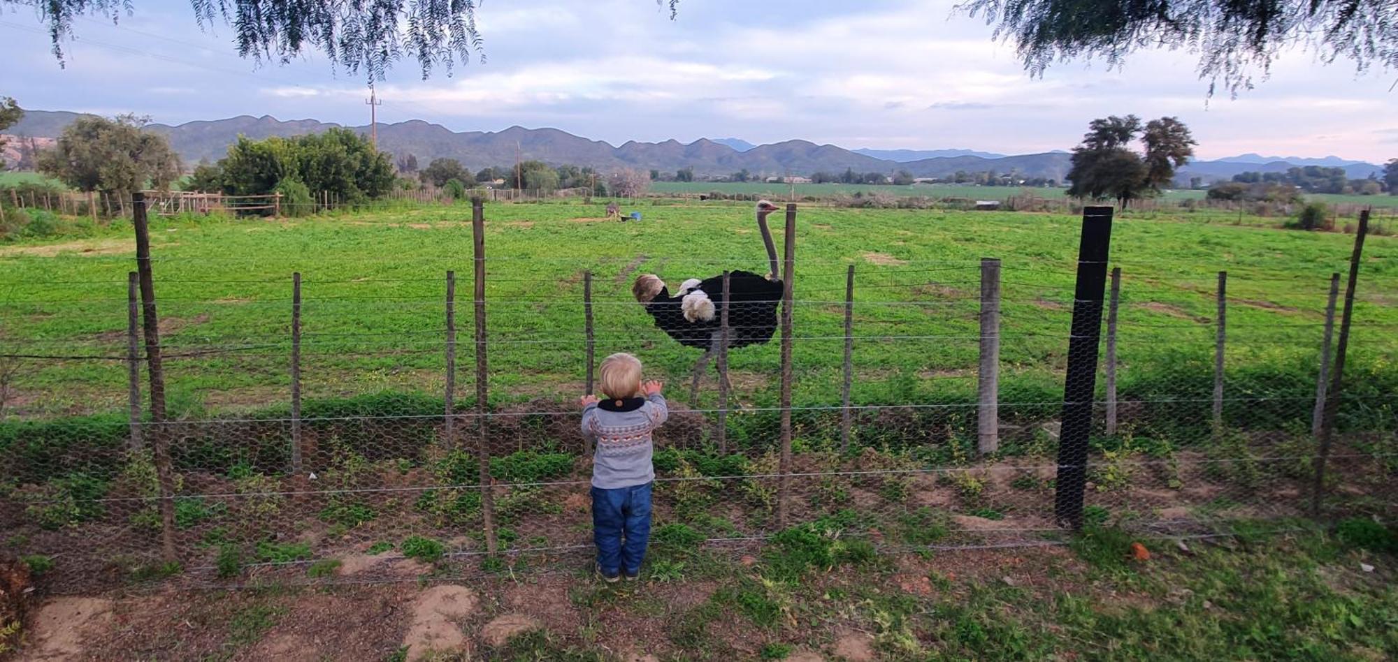 Villa Karoo Leeu Self Catering Oudtshoorn Esterno foto