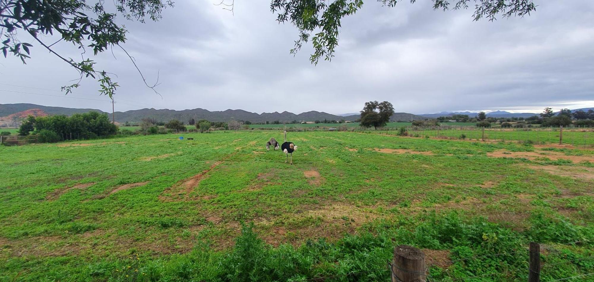 Villa Karoo Leeu Self Catering Oudtshoorn Esterno foto