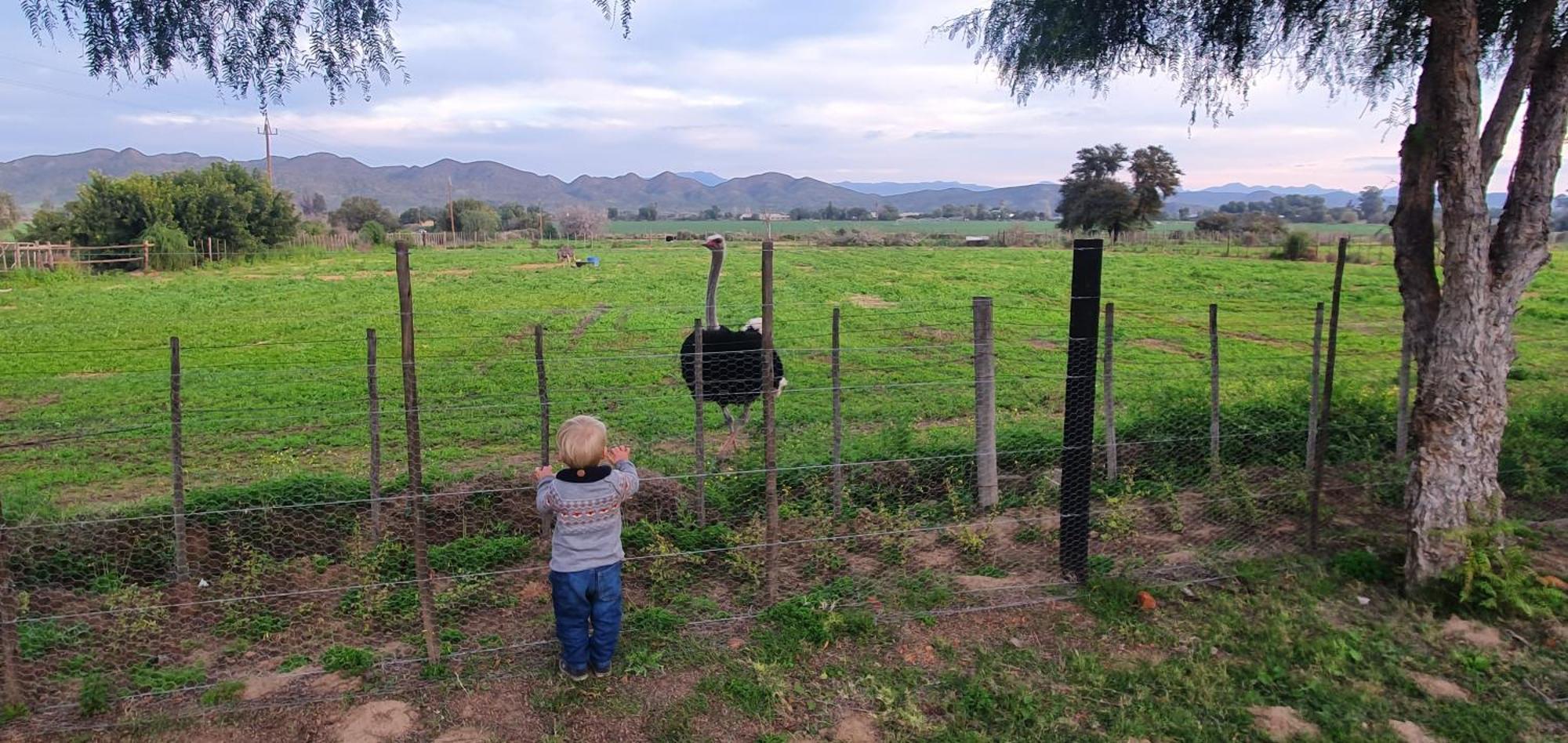 Villa Karoo Leeu Self Catering Oudtshoorn Esterno foto