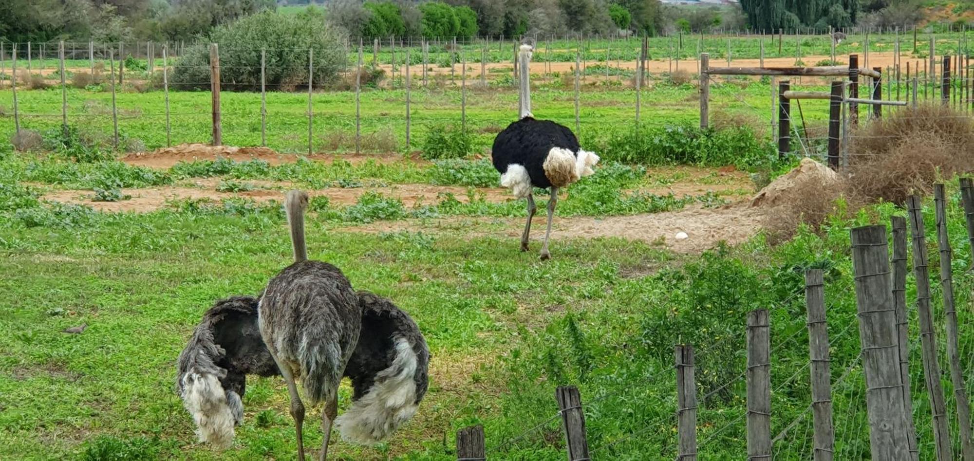 Villa Karoo Leeu Self Catering Oudtshoorn Esterno foto
